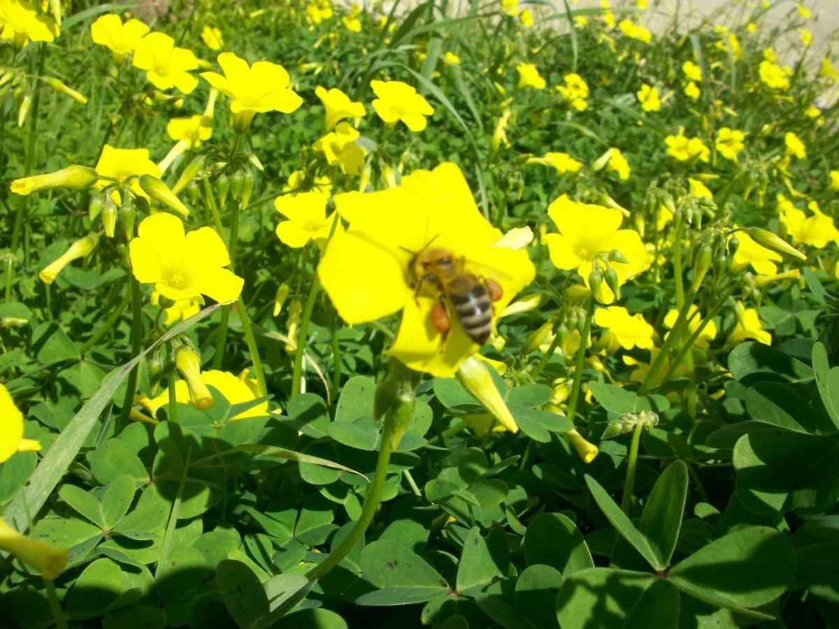 Costasfarmhouse, Pallini, Near Athens Airportアパートメント エクステリア 写真