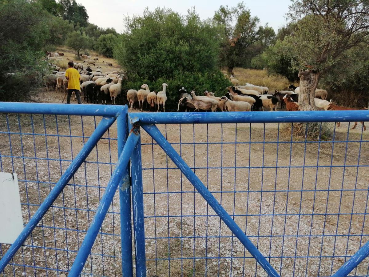 Costasfarmhouse, Pallini, Near Athens Airportアパートメント エクステリア 写真