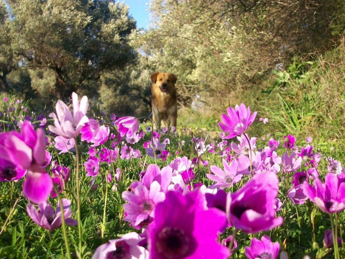 Costasfarmhouse, Pallini, Near Athens Airportアパートメント エクステリア 写真