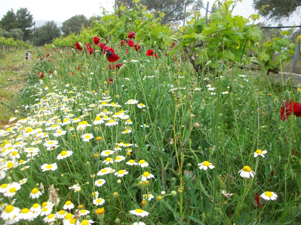 Costasfarmhouse, Pallini, Near Athens Airportアパートメント エクステリア 写真