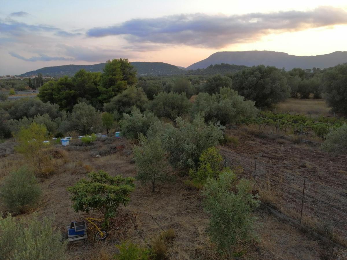 Costasfarmhouse, Pallini, Near Athens Airportアパートメント エクステリア 写真