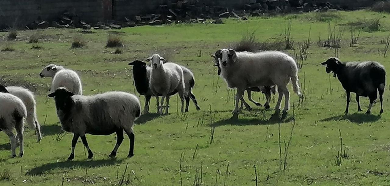 Costasfarmhouse, Pallini, Near Athens Airportアパートメント エクステリア 写真