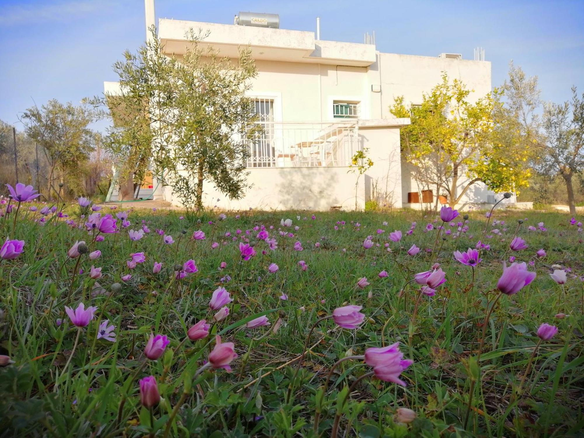 Costasfarmhouse, Pallini, Near Athens Airportアパートメント エクステリア 写真