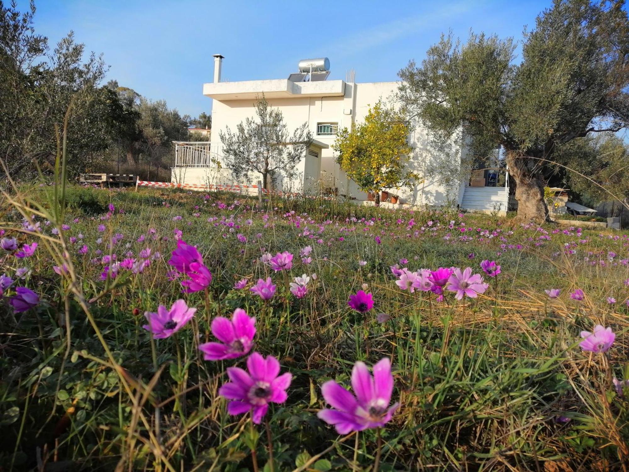 Costasfarmhouse, Pallini, Near Athens Airportアパートメント エクステリア 写真